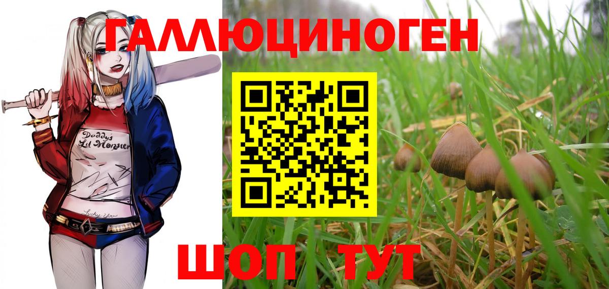 Галлюциногенные грибы Psilocybe Ярцево